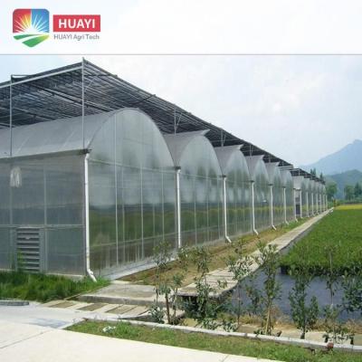 China Large Size Vegetable Growing Multi-span Arch Plastic Sheet Greenhouse Tomato Greenhouse and Strawberry Greenhouse for sale