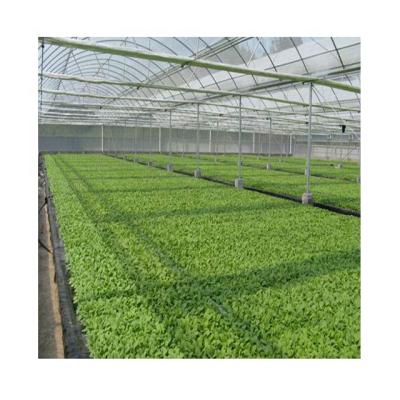 중국 Stable Structure Guaranteed Quality Tobacco Planting Hydroponic Tobacco Growing Systems For Tabacum Use 판매용