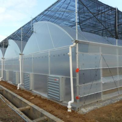 중국 Stable Structure Worth Buying Multi Span Polytunnel Greenhouse For Sale 판매용