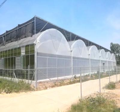 China Stable Multi-Span Structure Plastic/Film Agricultural Greenhouse Double Arch PE/Po With Hydroponics System For Tomato Cucumber Lettuce Pepper for sale