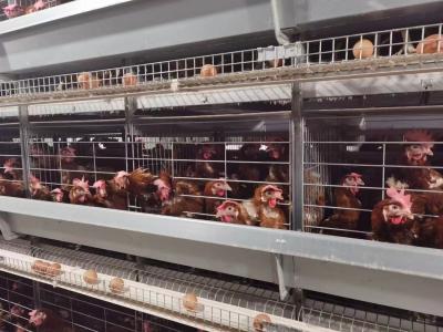 Chine Type automatique conception libre de la cage H de poulet de rendement élevé de disposition à vendre