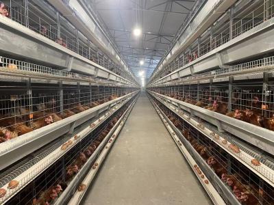 Chine La volaille galvanisée à chaud mettent en cage le type capacité d'oiseaux de la cage de couche 90 - 240 de l'équipement H à vendre