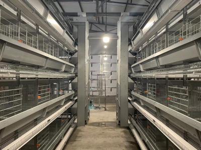 China Tipo automático y un tipo alimentación de las jaulas de batería del pollo de la batería H del ahorro en venta