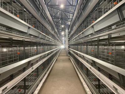 China Camada resistente à corrosão Hen Cages da exploração agrícola de galinha de 5 séries à venda