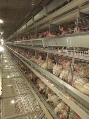 China Geflügelfarm-Schicht-Hühnerkäfig/voll automatische Hühnerzucht-Ausrüstung zu verkaufen