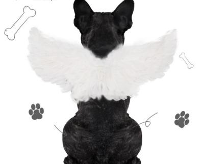 China Viable Funny Pet Clothes Halloween Pet Costume Funny Cats Cosplay Angel Devil Wings for sale