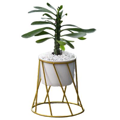 China Modern Garden Plants Pots Ceramic Aloe Cactus Planter With Gold Stand for sale