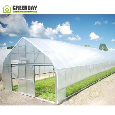 China Stable structure GREENDAY polycarbonate hydroponics greenhouse plastic tunnel greenhouse for sale for sale