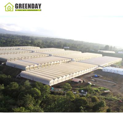 China Stable Film Structure GREENDAY Multi-Span Plastic Shed Greenhouse Structure With Irrigation&Hydroponics Equipment for sale