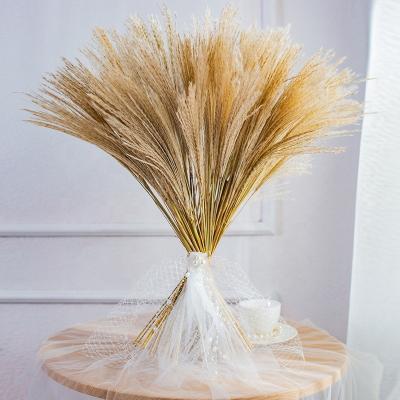 China Natural Artificial Touch Fake Pampas Grass Natural Dried Flower Plants Home Decoration Ornament Preserved Pampas for sale