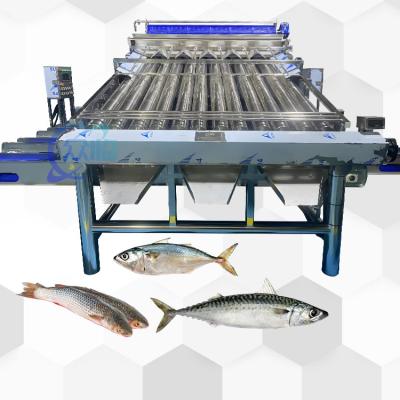 China Efficiënte Kleine Gele Croaker Sorteringsmachine Kleine Gele Croaker Roller Grader Te koop