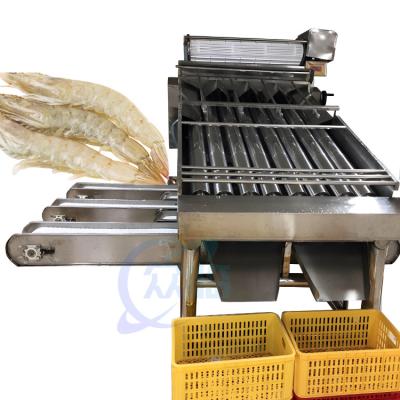 China Seafood and shrimp processing equipment 304 stainless steel fish and shrimp specification selection machine for sale