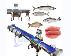 High Quality Fish Sorting Machine Fish Sizing Machine Power 1.3KW Focus Fish Grading