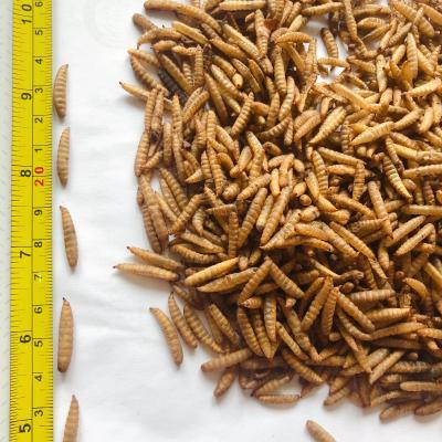 China Animal feed dry black soldier fly dried larvae bsf larvae for sale