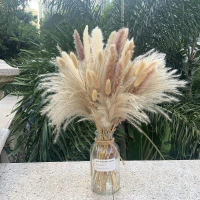 China Flowe Dried Flowers Amengni Pampas Grass 80 Pcs 17.5 Inch Natural Dry Pampas Grass - 15Pcs White Pampas for sale