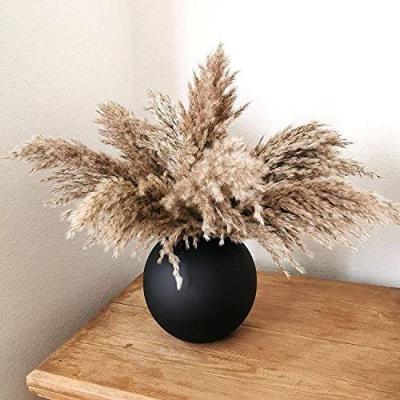 China Flowe Dried Pampas - Flowers Amengni Grass Dry Pampass Plants Fluffy Pompas Grasses 30 Stems Small Pompus Short Boho Decor for sale