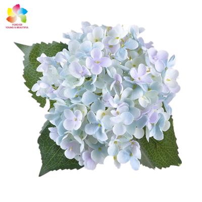 China Wholesale Band Hydrangea Flowers Preserved Hydrangea On Stem Hydrangea Plant For Wedding Decoration for sale