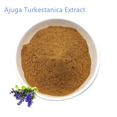 China Factory Wholesale High Quality Turkesterone Powder Ajuga Turkestanica Extract for sale