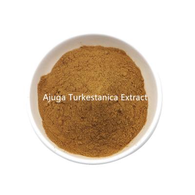 Cina Manufactures Supply Bulk Ajuga Turkestanica Extract Powder in vendita