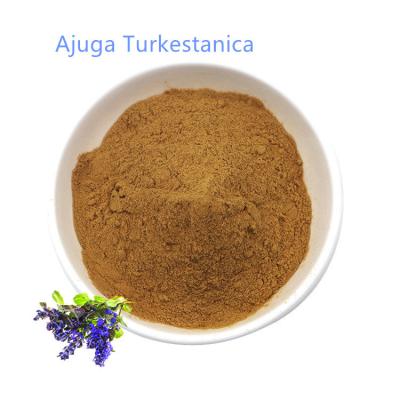 China High Quality Bulk Ajuga Turkestanica Extract Powder for sale