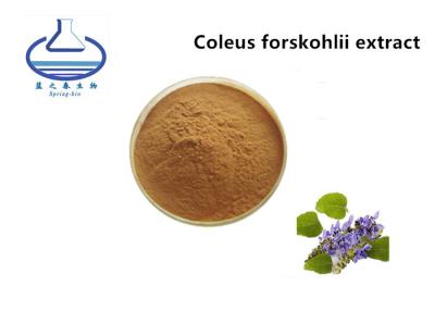 China Forskolin Organic Licorice Extract , Coleus Forskohlii Root Extract 20% for sale