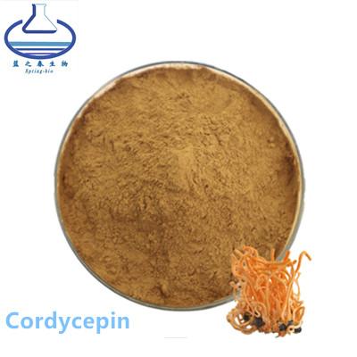 China Cordycepin Ectoin em Skincare, extrato Cordyceps orgânico Militaris de Sinensis à venda