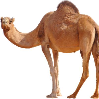 China China Factory Hot Sale Animal White Fiberglass Plush Life Size Camel Statue for sale