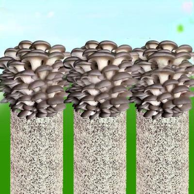 China Fresh Wholesale Multicolor Mushroom Planting Package for sale