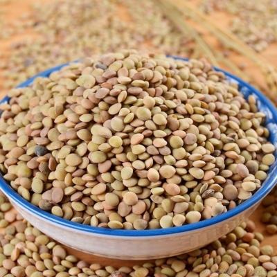 China High Nutritional High Quality Lentils/Green Lentils Price/White Lentils for sale