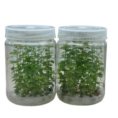 China Agriculture Plant Tissue Glass Culture Flask 240ml 350ml 650ml 770ml 1000ml With PET Lid for sale