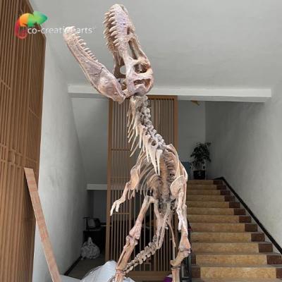 China Waterdichte het Skeletreplica's van de Glasvezeldinosaurus voor Museumtentoonstelling Te koop