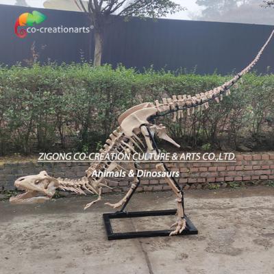 China Decoração exterior altamente detalhada Resina Esqueleto de dinossauro réplica Esqueleto de T-Rex à venda