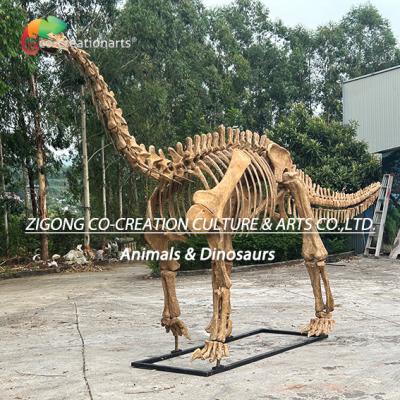 China Modelo autêntico e personalizado de esqueleto de dinossauro para decoração exterior à venda