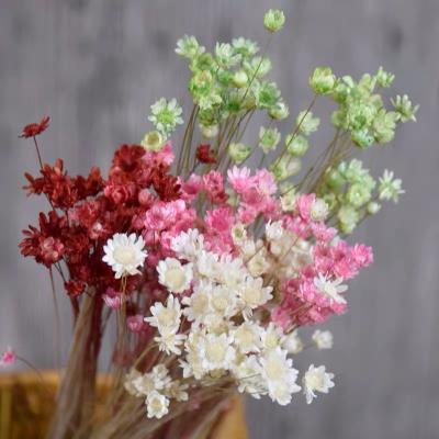 China Llasting 2022 Most Popular Long Lasting Natural Ins Flower Small Dried Magic Wild Mini Star Flower for sale