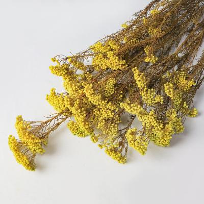 China Wholesale High Quality Natural Dry Long Llasting Millet Flower Rice Small Preserved Flower For Decoration for sale