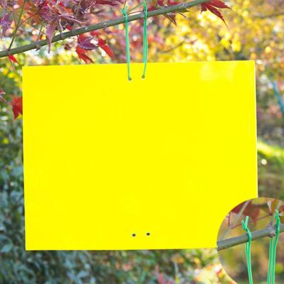 China Disposable Double Sided Yellow Sticky Fly Trap Insect Board For Plant Insect Aphid Catcher for sale