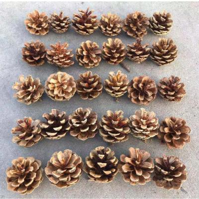 China Transient China popular and practical immortal flower dry flowers and plants beautiful for sale