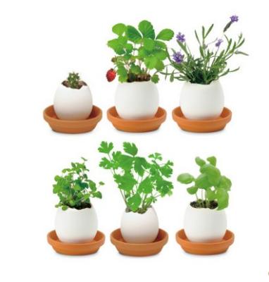 China American Style Herb Garden Kit Great for Indoor Raising Herb Garden, includes everything you need to raise Herb Garden for sale