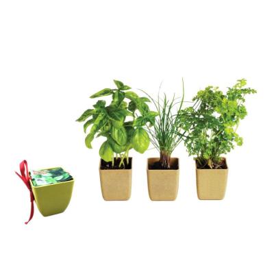 China American Style Herb Garden Starter Kit Potting Indoor Soil Kitchen DIY Peat Pots Grow Kit For Growing Herb Seeds Indoors for sale