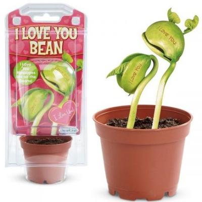 China Magic Message Bean Promotional Gift New Products Home Romantic Gifts Festival Decoration Raise The Message To The World for sale