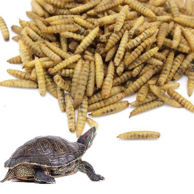 China Viable Dried Black Soldier Fly Mealworms For Aquarium Bird And Fish And Turtle Food for sale