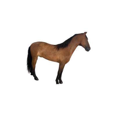 China Worlwide animal horse life size fiberglass statue for kid's park, or any public display for sale