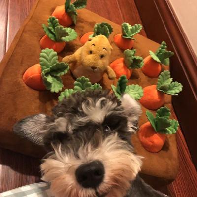 China Stocked Interactive Dog Puzzle Toys Carrots Sniffing Protective Puppy Pet Training Feeding Toys For Dogs for sale