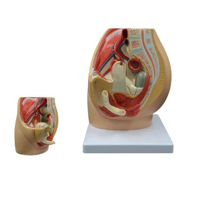 China Wholesale Custom Plastic Medical Female Female Pelvic Reproductive Urinary System School Hospital Model Anatomical Model for sale