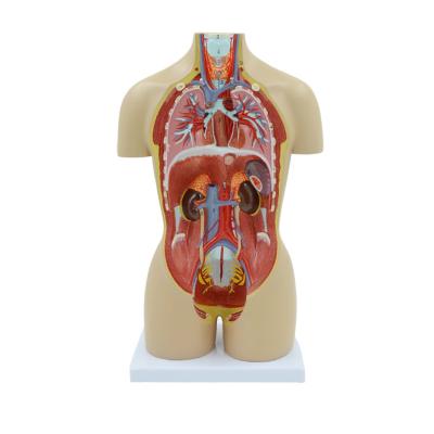 China Human Body Assembled Torso Model Durable Human Internal Organs Structure Anatomical Model for sale