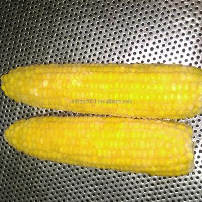 China NEW HARVEST FROZEN CORN PRICES FROZEN COB for sale