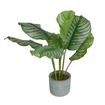 China Potted Monstera Plants Living Plants Artificial Flowers Grass Minimalist Artificial Leaf Arrowroot Landscape Decoration for sale