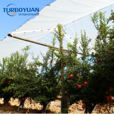 China 100% Blank Plastic Transparent Tarpaulin Fruit Tree Roof Cover Tent Rain Cover For Fruit Tree for sale