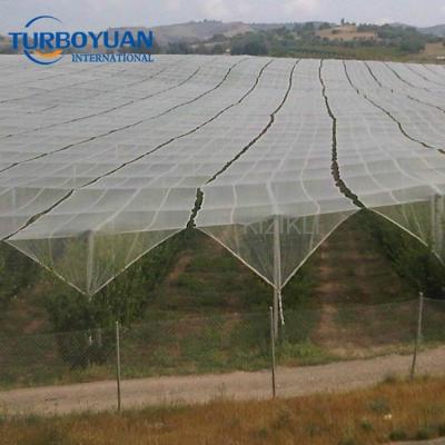 China Virgin HDPE With UV Stabilizer China Vineyard Plants Protect Anti Hail Net/Transparent White Mesh Netting For Apple Orchards for sale