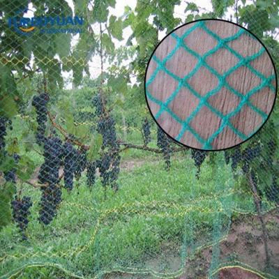 China Anti Hail Bird Net Net Bestselling High Strength Trap Anti To Catch Bird To Protect Fruit Tree for sale